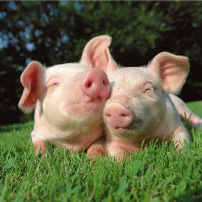 ветеринарные препараты для свиней