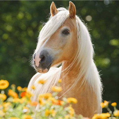 ветеринарные препараты для лошадей