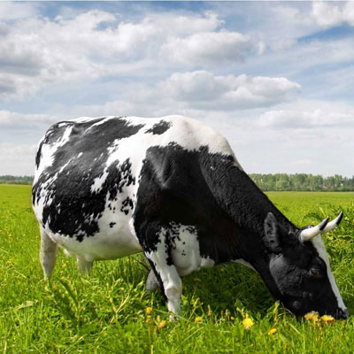 ветеринарные препараты для крупного рогатого скота