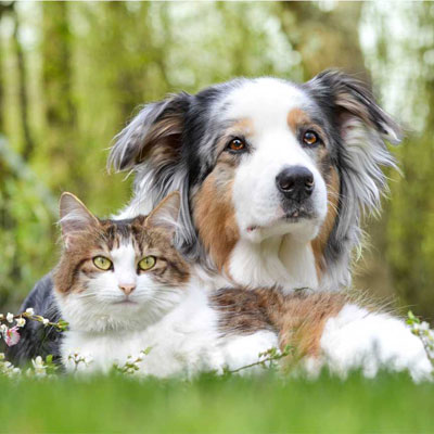 ветеринарные препараты для собак, кошек, домашних питомцев