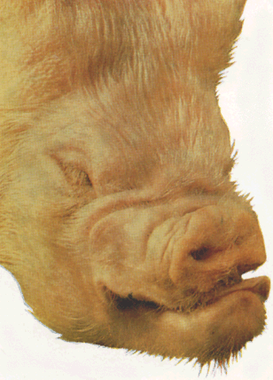 кровянистые выделения из носа свиней