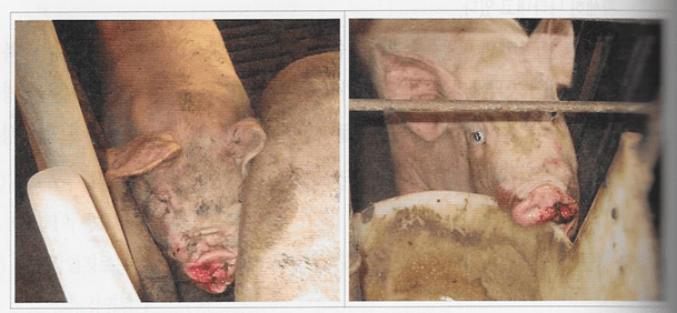 кровянистые выделения из носа свиней