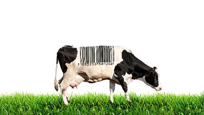 cow barcode min