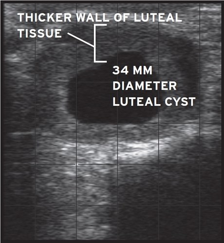 узи лютеиновой кисты коровы