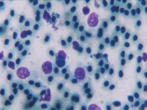 micoplasma img 2