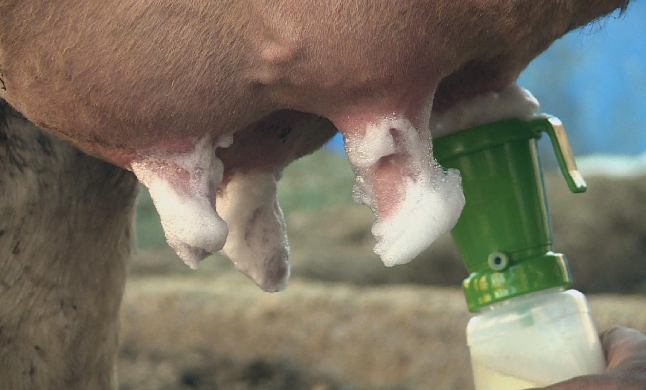 udder desinfection min